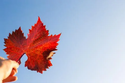 Red leaf and sky Foto stock