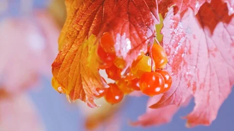 Red leaf and water drop Stock Footage 117815624
