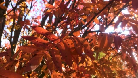 Red leaf in the autumn Stock Footage 162940141