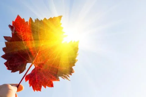 Red leaf of autumn Stock Photos