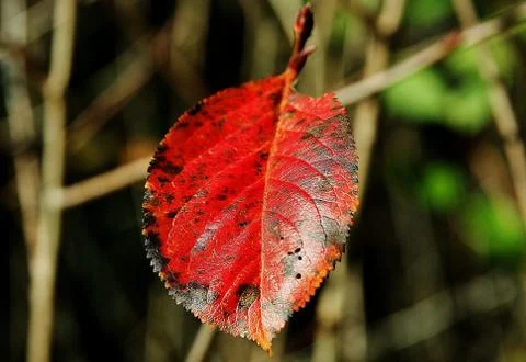 Red leaf in autumn. Stock Photos