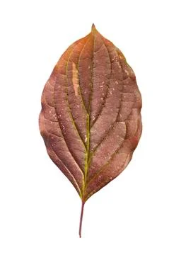 Red leaf from autumn tree isolated on white background Stock Photos