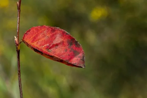 Red leaf background in autumn fall colour Stock Photos