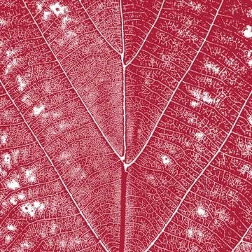 Red leaf background Stock Illustration