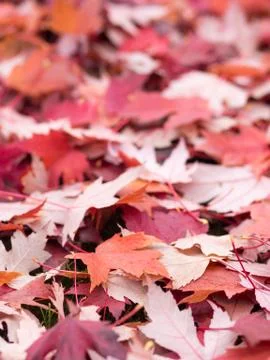 Red leaf background Stock Photos