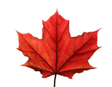 Red leaf backlit with work path Stock Illustration