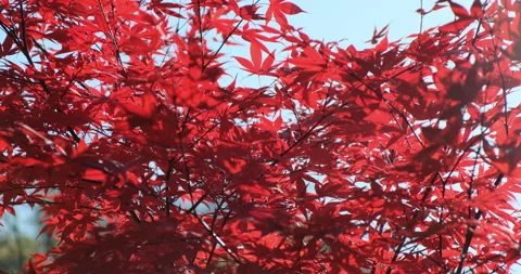 Red leaf beautiful autumn background, closeup. Red maple foliage pattern Stock Footage 222047166