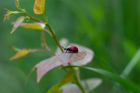 Red Leaf Beetle On A Green Leaf Stock Photos