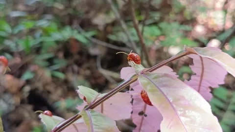 Red Leaf Beetle Perched on a Leaf Tip Stock-Footage 332879638