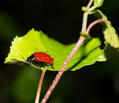 Red leaf beetle Stock Photos