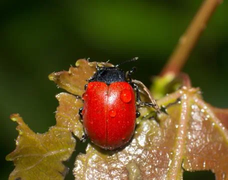 Red leaf beetle Stock Photos