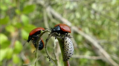 Red leaf beetles fight off a larva invasion Stock Footage 66260049