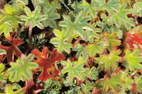 Red leaf between green leaf with pure dew Stock Photos