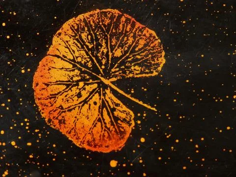 Red leaf on black Foto stock