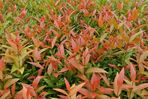 Red leaf bloom Stock Photos