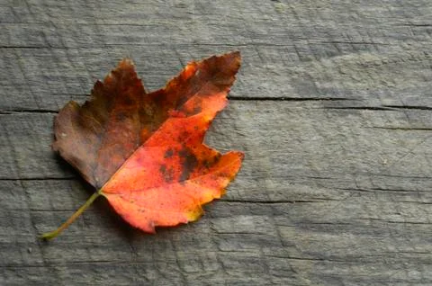 Red leaf on board Stock Photos
