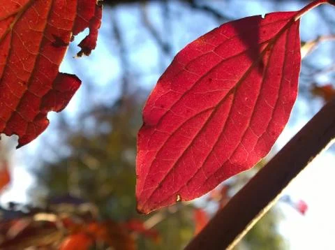 Red leaf on a branch Stock Photos