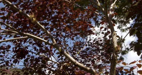 Red leaf branches of a tree in a botanical garden 스톡 동영상 242489273