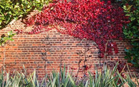 Red leaf on brick wall Stock Photos