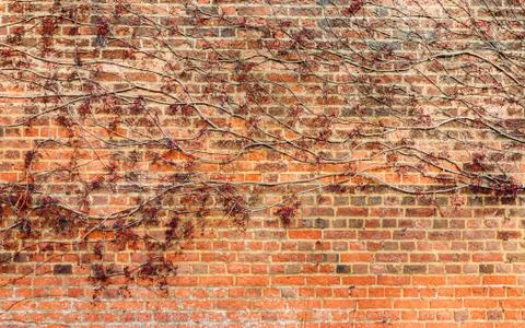Red leaf on brick wall Stock Photos
