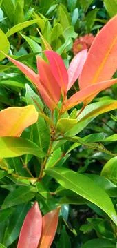 Red leaf buds Foto stock