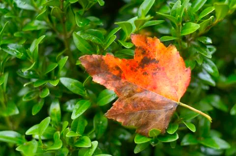 Red leaf on bush Stock Photos