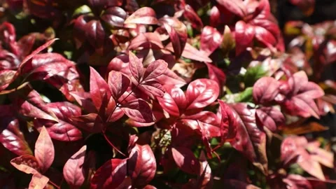 Red leaf bushes in garden Stock-Footage 310919875