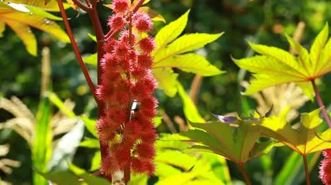 Red Leaf of Castor Oil Plant, Selective Focus Stock Footage