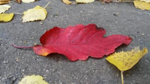 Red leaf cherry fallen on the asphalt, background, wallpaper Stock Photos