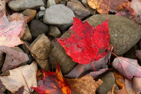 Red Leaf Closeup Stock Photos