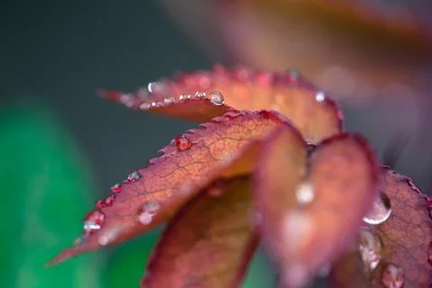 Red leaf covered with large drops of dew Stock Photos