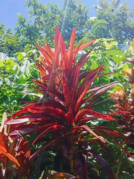 Red Leaf Croton. Stock-Fotos