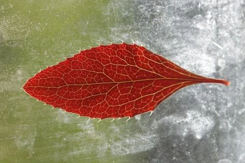Red leaf on a dirty windowpane in the sun Stock Photos