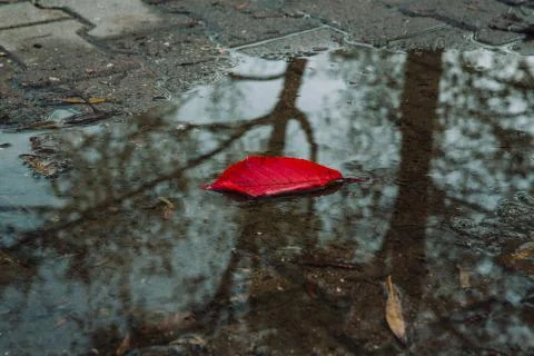 Red leaf fallen on a pond on the ground with a tree's reflection on water Stock Photos