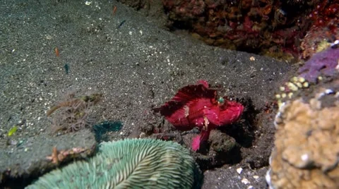 Red Leaf Fish Stock Footage 45180591