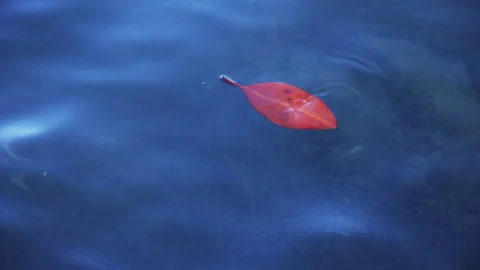 Red leaf floating on blue water Stock Footage 338223051