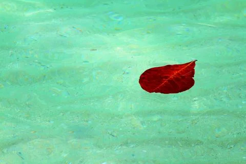 Red leaf floating on the deep sea or ocean with copy space. Beauty in nature. Stock Photos