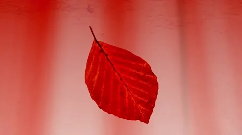 Red leaf floating i wanter Stock Footage 42795693