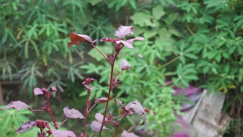 Red leaf flower plants live in tropical climates Video stock 224718391