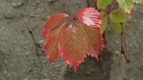 Red leaf Video stock 31744949