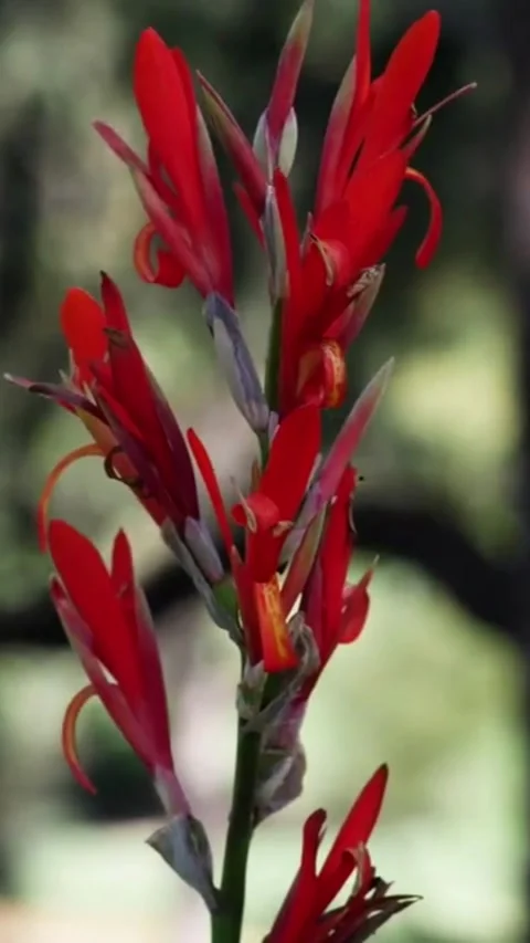 Red Leaf Stock Footage 242711353