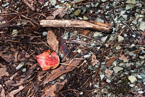 Red Leaf on a Forest Floor Stock Photos