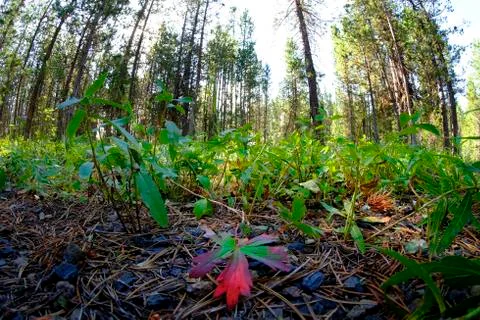 Red Leaf Forest Floor with Pine Trees in Background Stock Photos