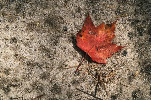 Red Leaf in the forest Stock-Fotos