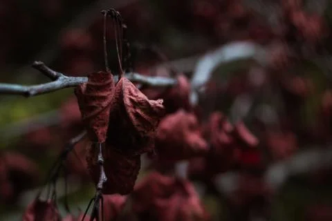 Red Leaf in the forrest Stock-Fotos