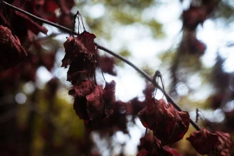 Red Leaf in the forrest Stock-Fotos