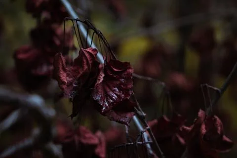 Red leaf in the forrest Stock-Fotos