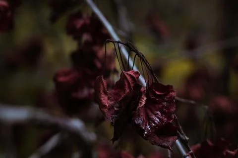 Red Leaf in the forrest Stock-Fotos