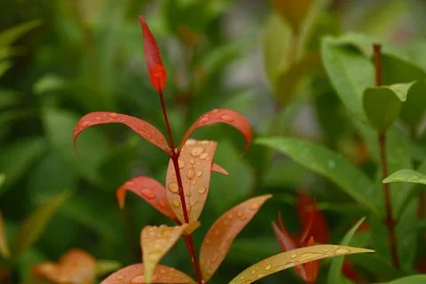 Red leaf in front of green leaf plant Stock Photos