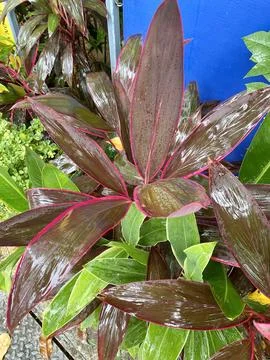 Red leaf in the garden close up 库存照片